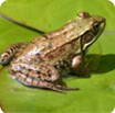 Green frog